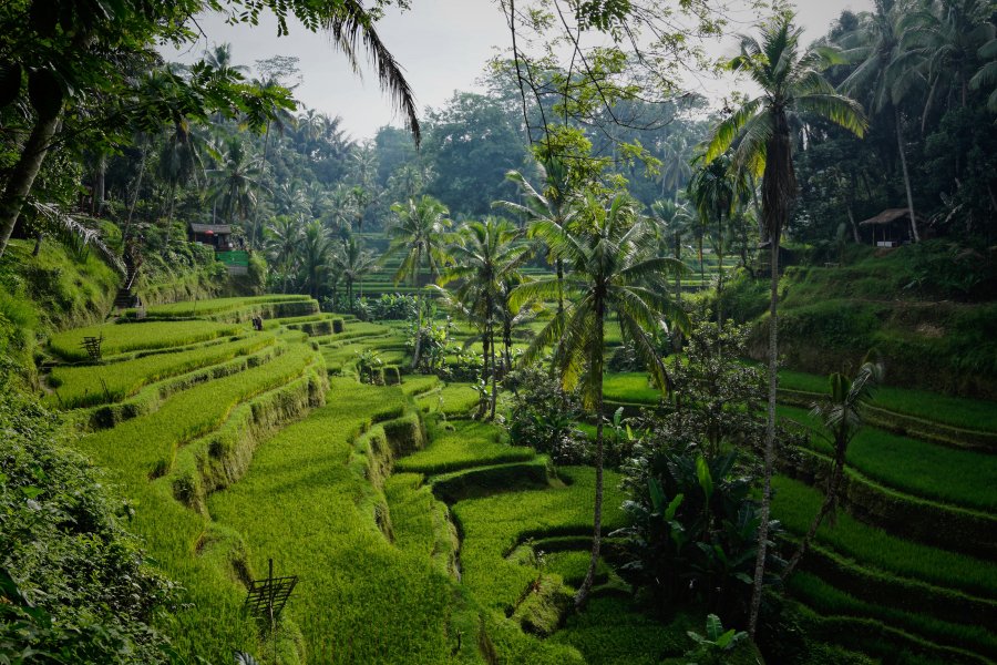 Tegelalang rice terraces, Ubud, Bali