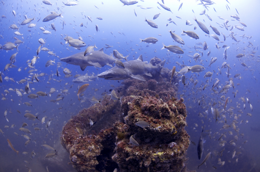 podpmořský život Kostarika