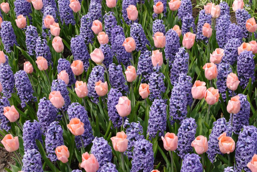 Exploze barev a čerstvě nařezané tulipány. Svátky jara jsou tu!